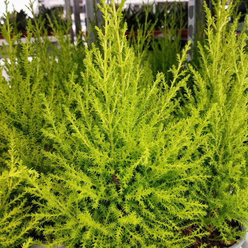 Cupressus Goldcrest