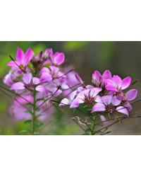 Cleome Clio Magenta