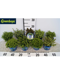 Hebe Green Boys