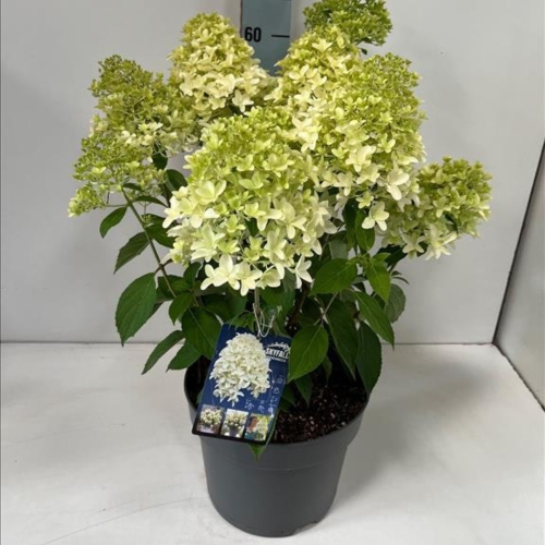 Hydrangea Paniculata Skyfall