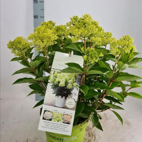 Hydrangea Paniculata Whitelight