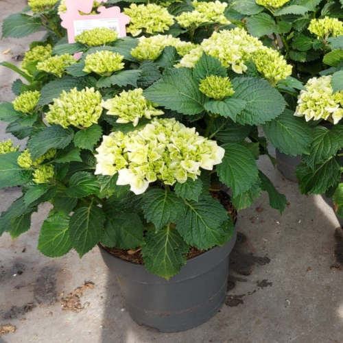 Hydrangea Macrophylla Blanc