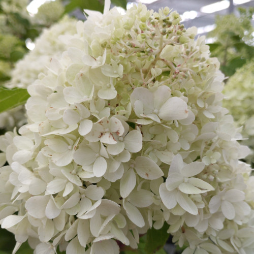 Hydrangea Paniculata Skyfall