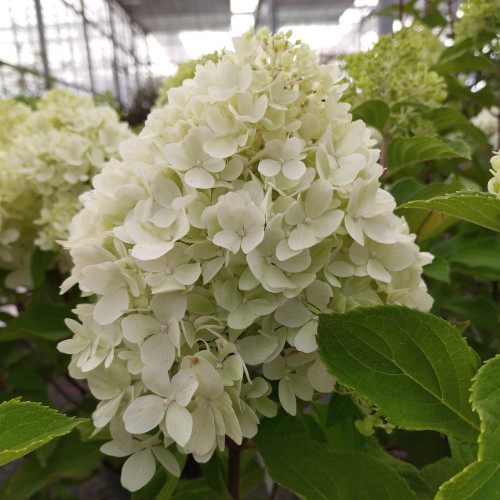 Hydrangea Paniculata Skyfall