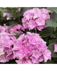 Hydrangea Macrophylla Rose