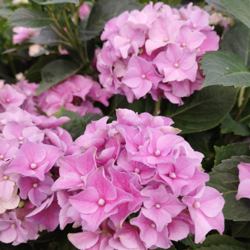 Hydrangea Macrophylla Rose