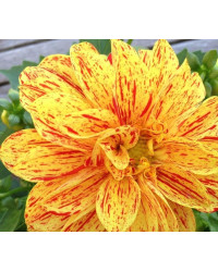 Dahlia Surprise Kelly
