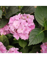 Hydrangea Macrophylla Rose