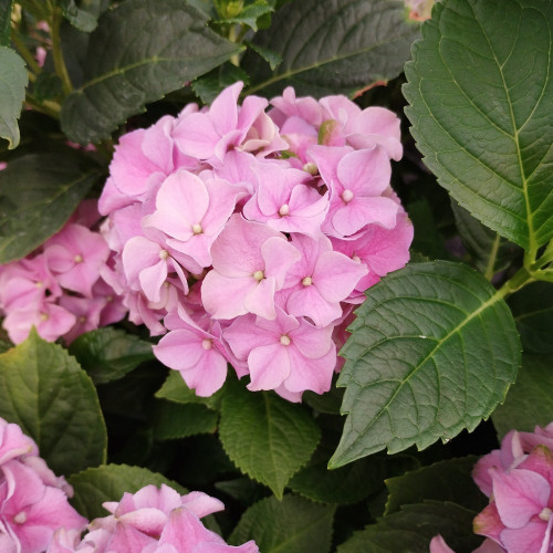 Hydrangea Macrophylla Rose