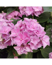 Hydrangea Macrophylla Rose