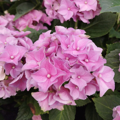 Hydrangea Macrophylla Rose