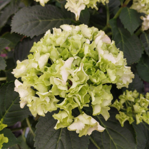 Hydrangea Macrophylla Blanc