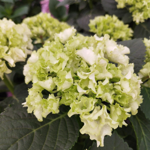 Hydrangea Macrophylla Blanc