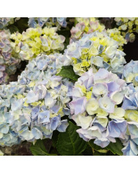 Hydrangea Macrophylla Bleu