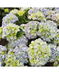 Hydrangea Macrophylla Bleu