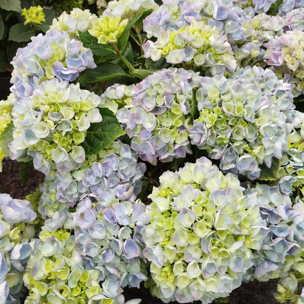 Hydrangea Macrophylla Bleu