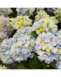 Hydrangea Macrophylla Bleu
