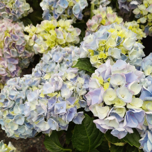 Hydrangea Macrophylla Bleu