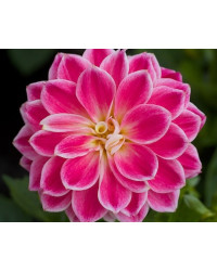 Dahlia Surprise Louise