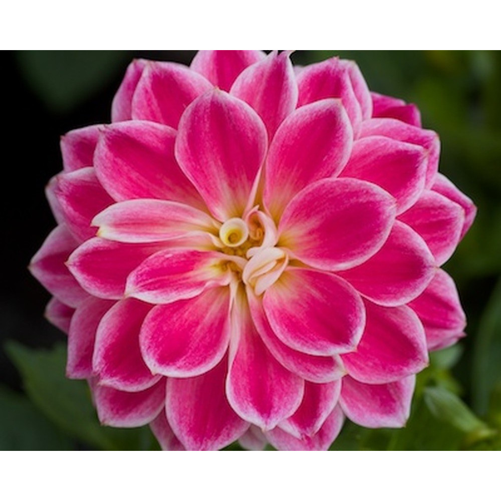 Dahlia Surprise Louise