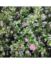 Cuphea Hyssopifolia Cupid Purple