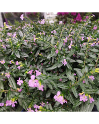 Cuphea Hyssopifolia Cupid Purple