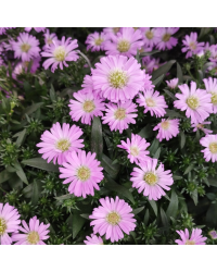 Aster Astral Calypso