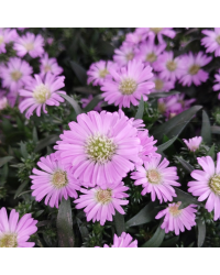 Aster Astral Calypso
