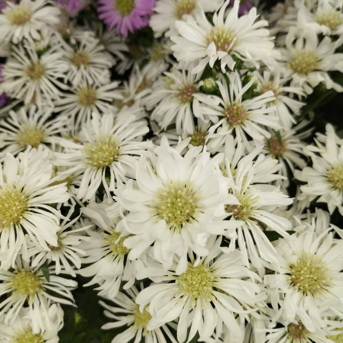 Aster Astral Himalia