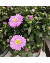 Aster Astral Triton