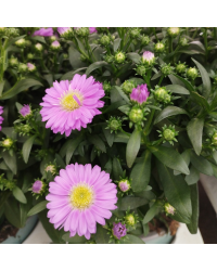 Aster Astral Triton