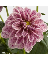 Dahlia Surprise Paula