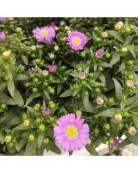Aster Astral Triton