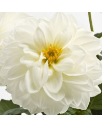 Dahlia Dahlietta Select Blanca