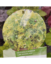 Heuchère Lime Marmalade