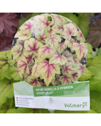 Heuchèrella Hybrida Gold Zebra pot de 17cm