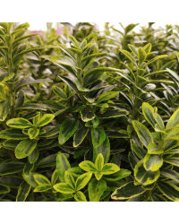 Euonymus japonicus microphyllus pulchellus
