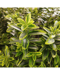 Euonymus japonicus microphyllus pulchellus