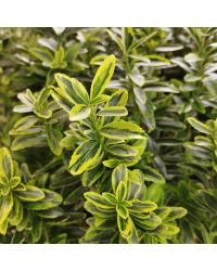 Euonymus japonicus microphyllus pulchellus