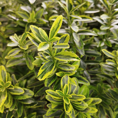 Euonymus japonicus microphyllus pulchellus