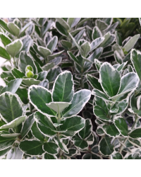 Euonymus fortunei emerald gaiety