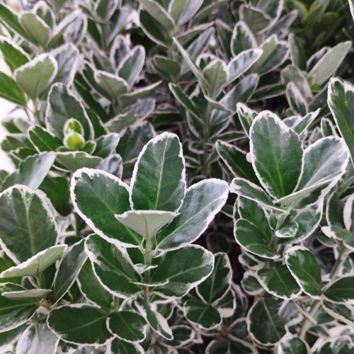 Euonymus fortunei emerald gaiety