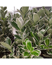 Euonymus fortunei emerald gaiety