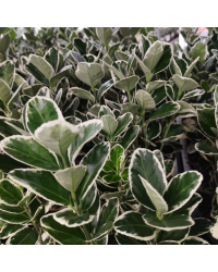 Euonymus fortunei emerald gaiety