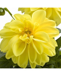 Dahlia Dahlietta Select Margareth