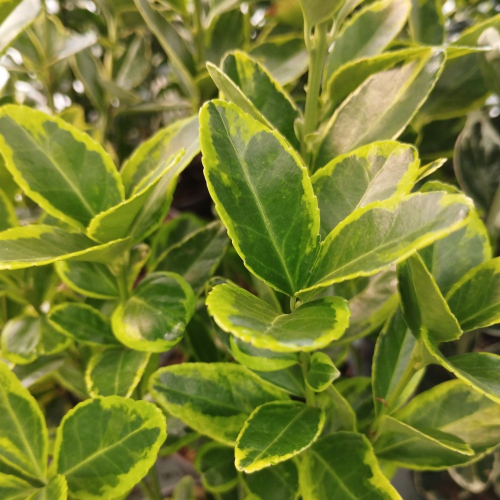 Euonymus fortunei emerald gold