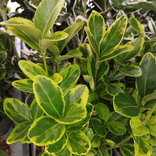 Euonymus fortunei emerald gold