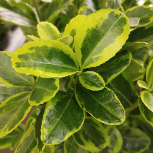 Euonymus fortunei emerald gold