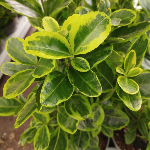 Euonymus fortunei emerald gold
