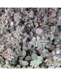 Sedum Sieboldii Mediovariegatus